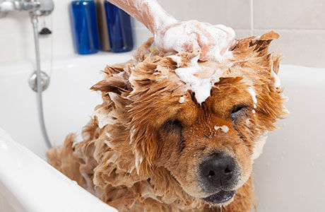 Why Made in USA Pet Products Are Here to Stay